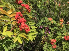 flowers; Maple Heather Trail, WA